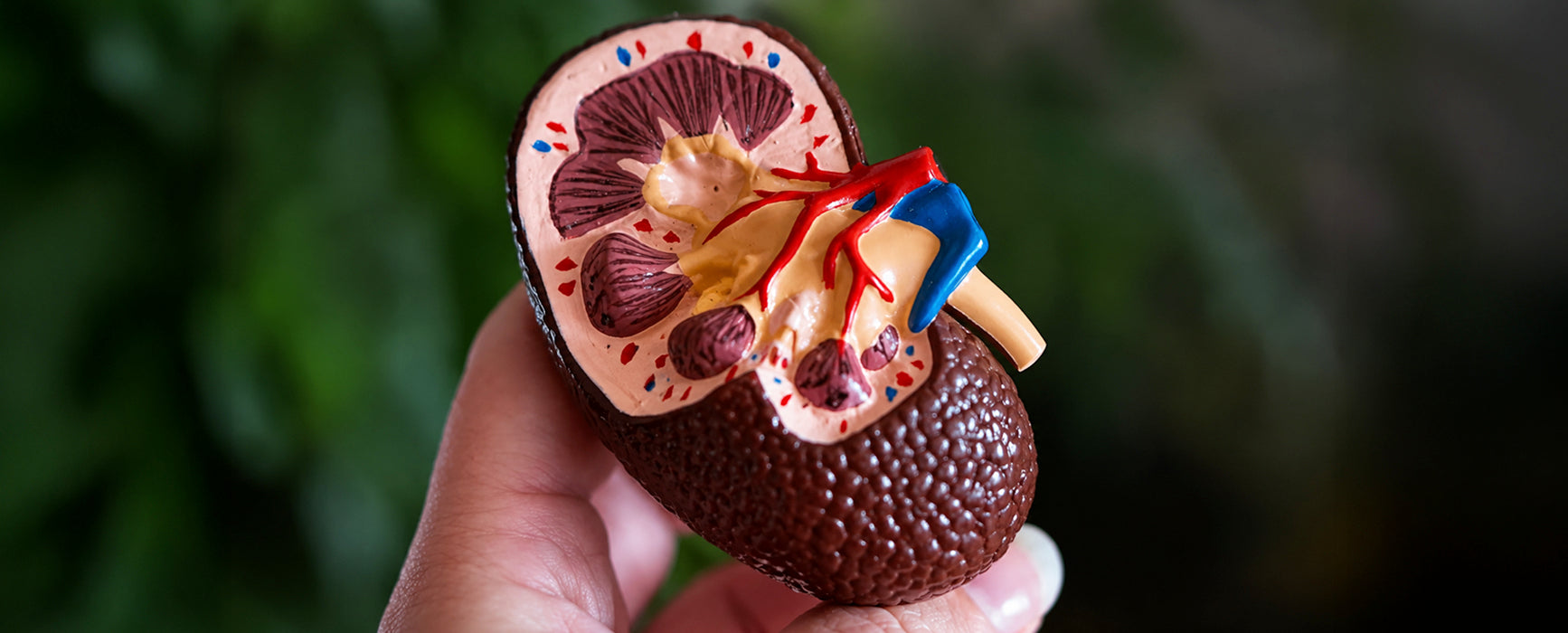 Does Creatine Cause Kidney Damage?